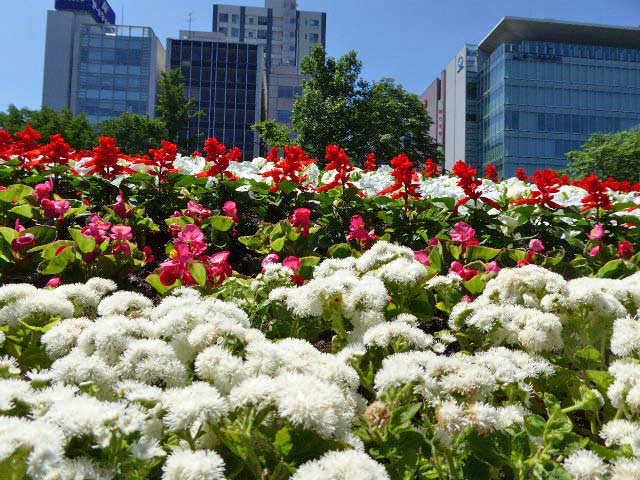 大通公園、花壇