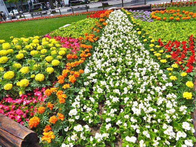 大通公園、花壇