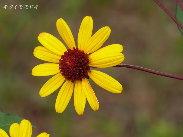 豊平公園緑のセンター