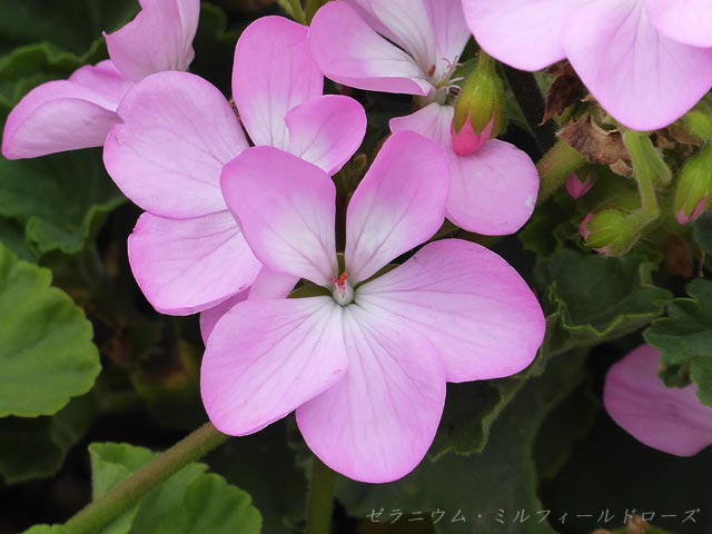 豊平公園緑のセンター