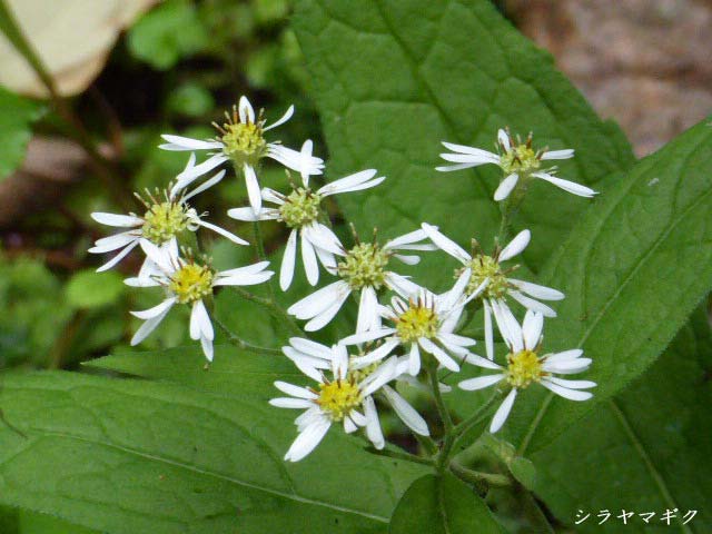 札幌芸術の森・野外美術館