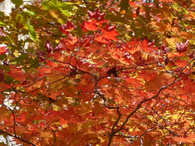 滝野すずらん公園渓流口紅葉