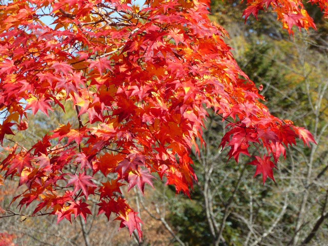 滝野すずらん公園渓流口紅葉