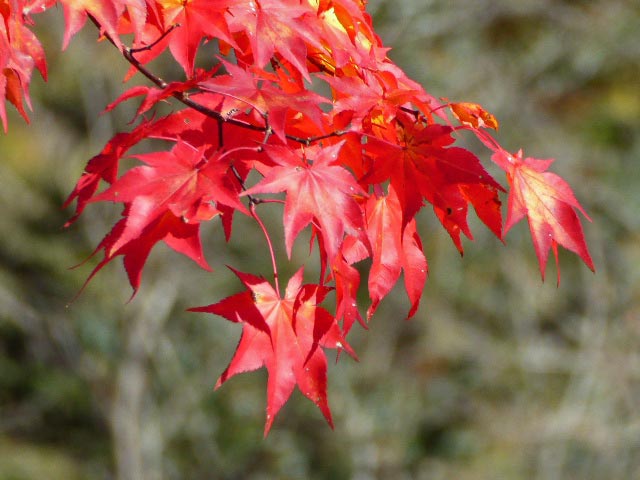 滝野すずらん公園渓流口紅葉