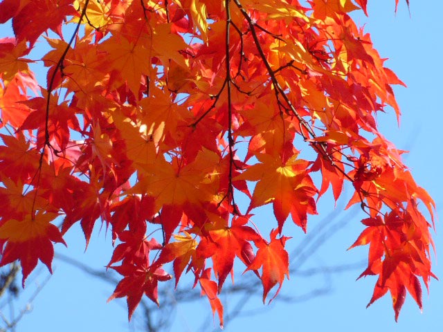 滝野すずらん公園渓流口紅葉