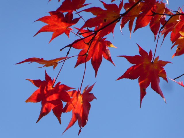 滝野すずらん公園渓流口紅葉