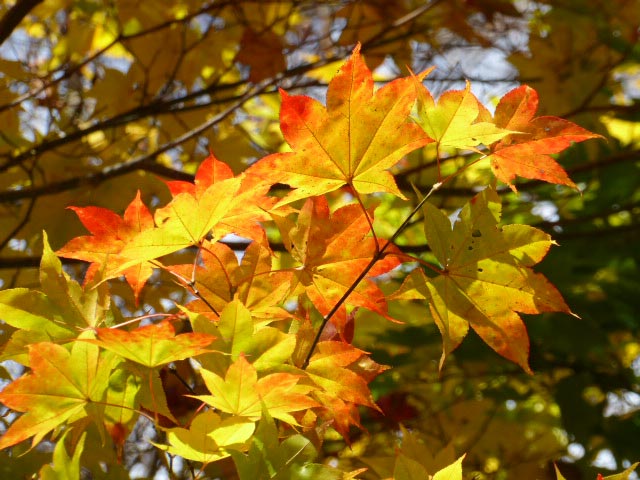 滝野すずらん公園渓流口紅葉