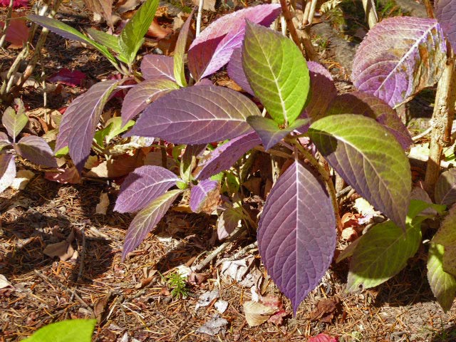 滝野すずらん公園渓流口紅葉