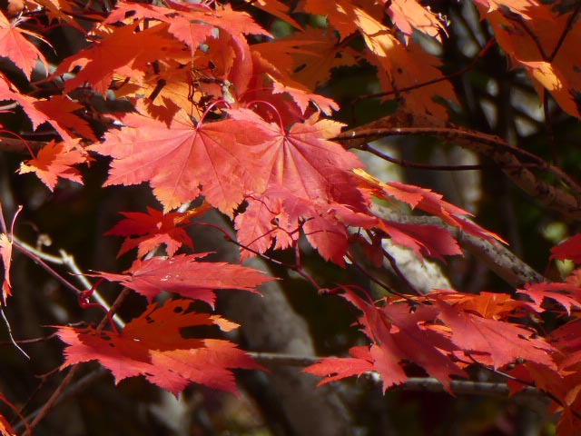 滝野すずらん公園渓流口紅葉