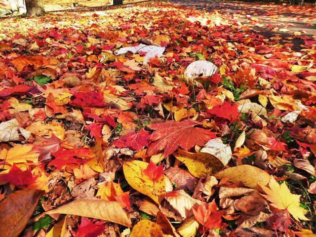 滝野すずらん公園渓流口紅葉