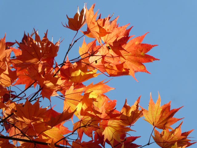 滝野すずらん公園渓流口紅葉