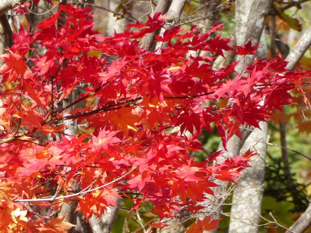 滝野すずらん公園渓流口紅葉