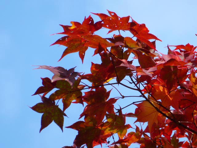 滝野すずらん公園渓流口紅葉