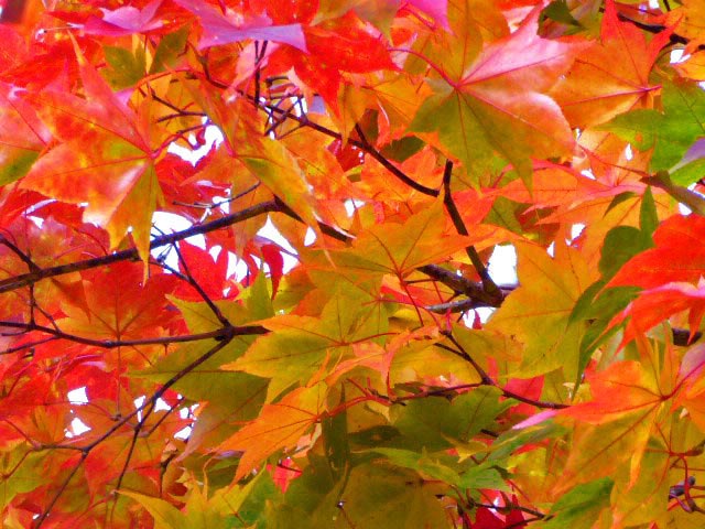 滝野すずらん公園渓流口紅葉