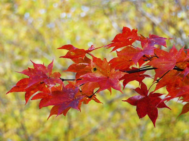 滝野すずらん公園渓流口紅葉