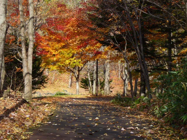 滝野すずらん公園渓流口紅葉