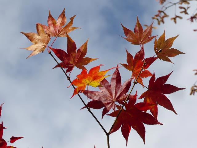 滝野すずらん公園渓流口紅葉