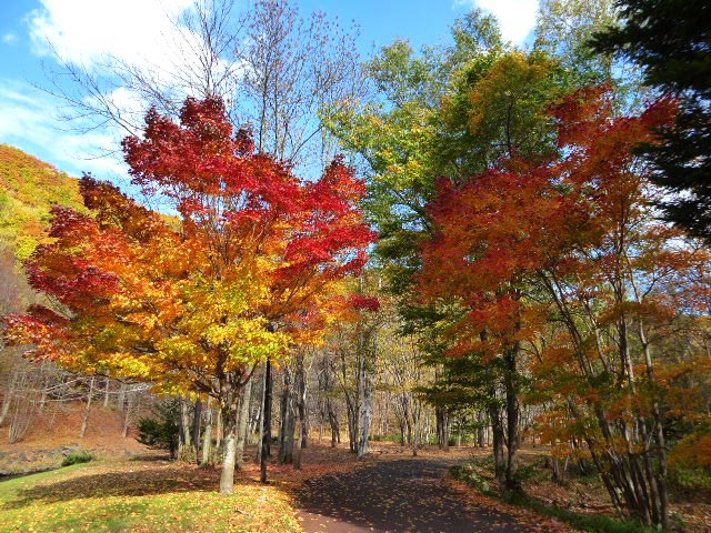 滝野すずらん公園渓流口紅葉