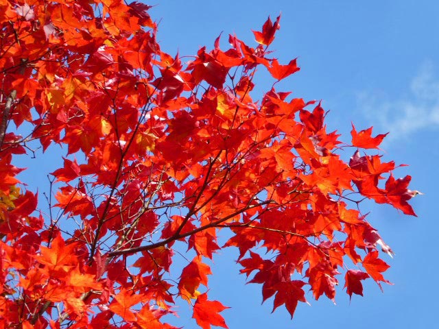 滝野すずらん公園渓流口紅葉