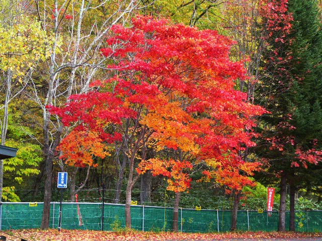 滝野すずらん公園渓流口紅葉