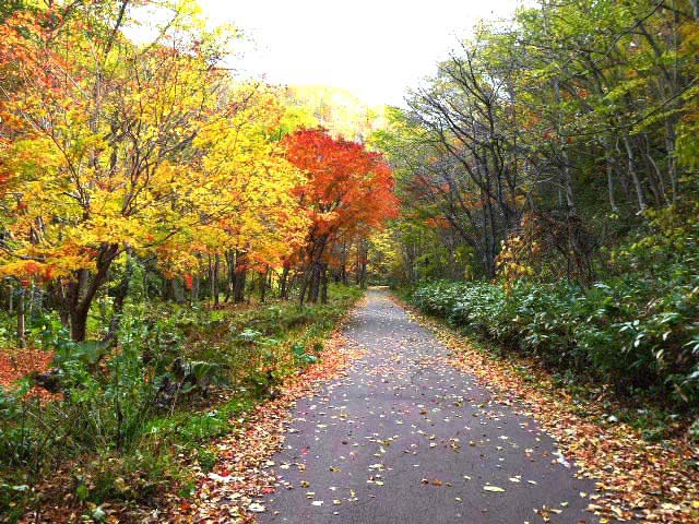 滝野すずらん公園渓流口紅葉