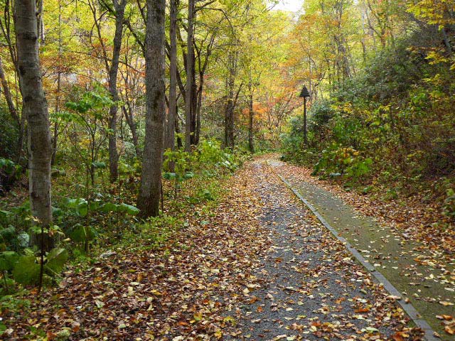 滝野すずらん公園渓流口紅葉