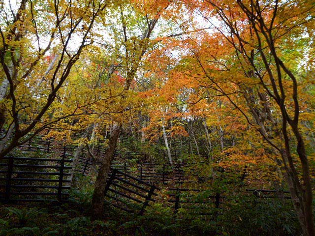 滝野すずらん公園渓流口紅葉