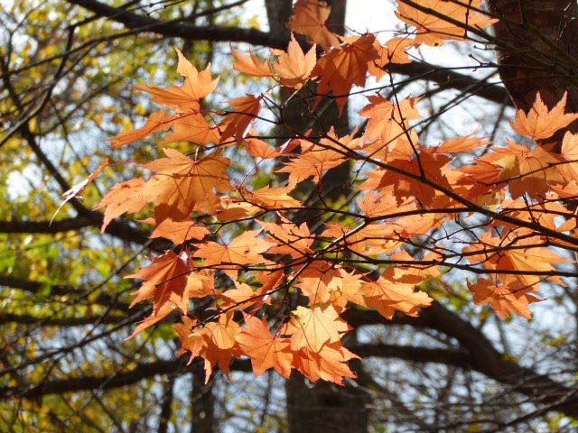 滝野すずらん公園渓流口紅葉