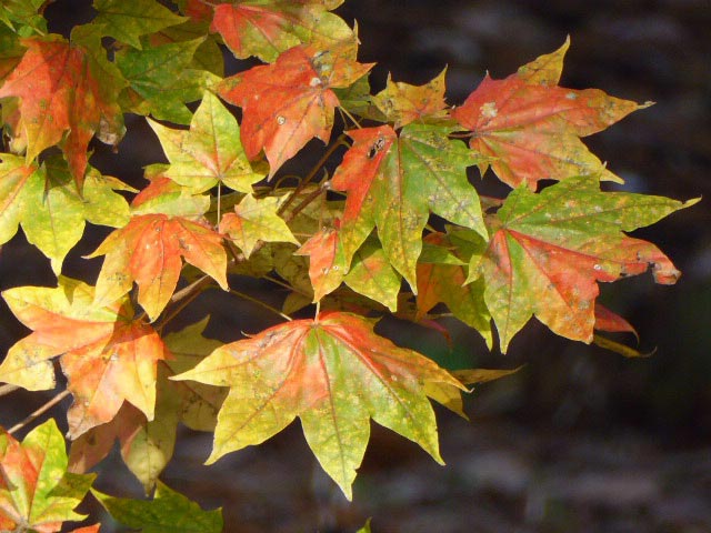 円山公園、紅葉