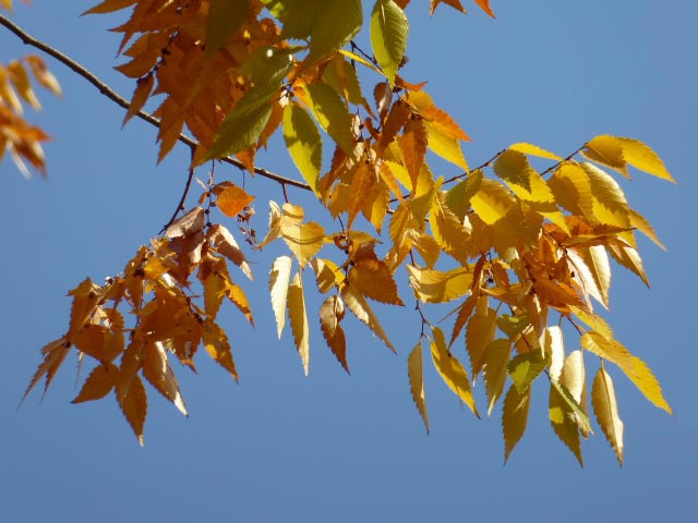 円山公園、紅葉