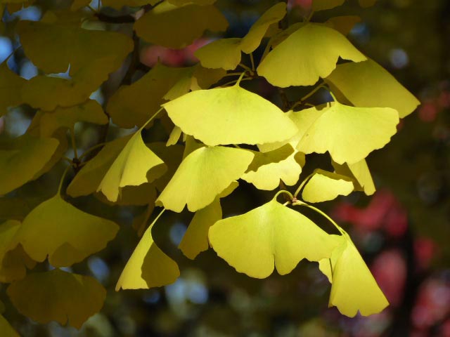 円山公園、紅葉