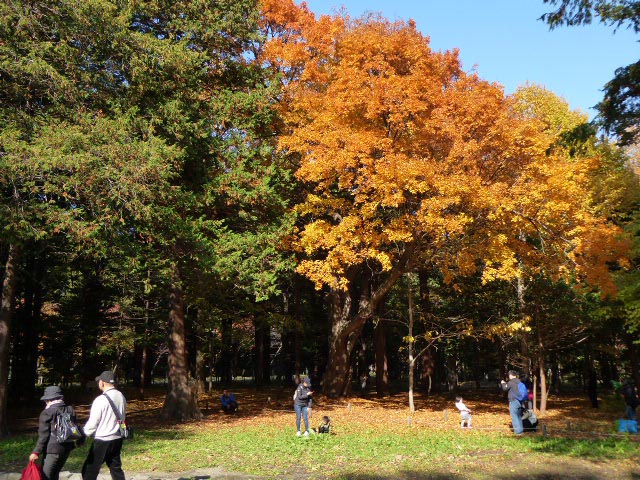 円山公園、紅葉