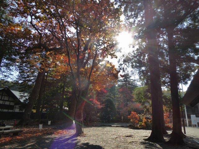 円山公園、紅葉