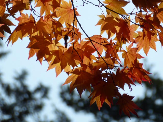 円山公園、紅葉