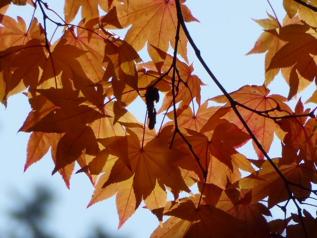 円山公園、紅葉