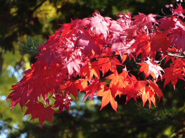 円山公園、紅葉