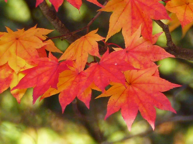 円山公園、紅葉