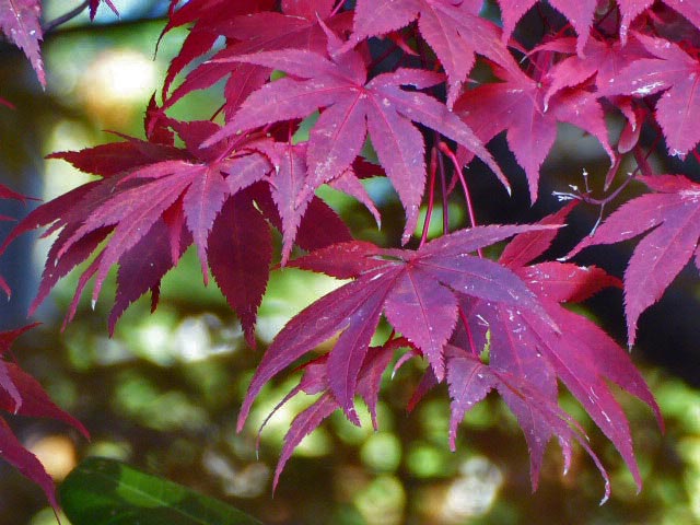 円山公園、紅葉