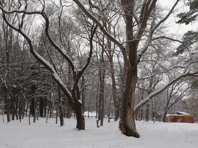 さっぽろ雪景色