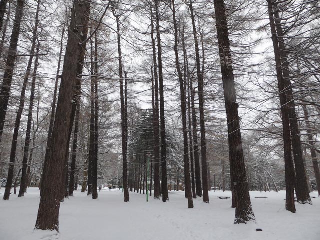 さっぽろ雪景色