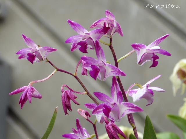 百合が原公園・温室