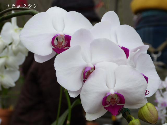 百合が原公園・温室