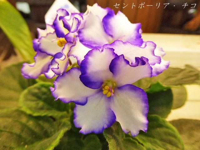 4月に咲く花