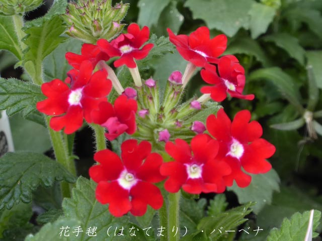 4月に咲く花