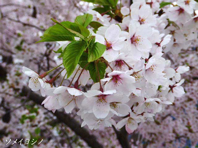 4月に咲く花