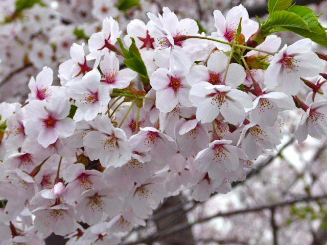 4月に咲く花