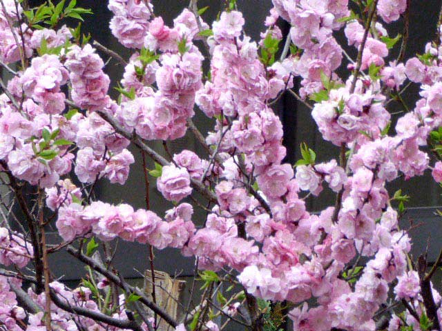 4月に咲く花