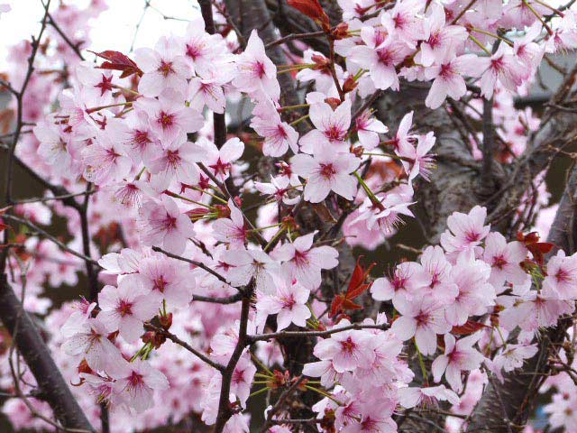 4月に咲く花