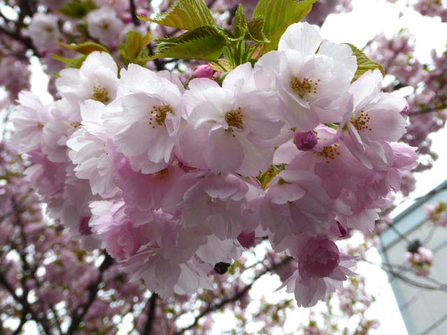 4月に咲く花