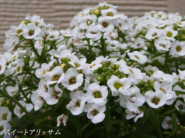 4月に咲く花